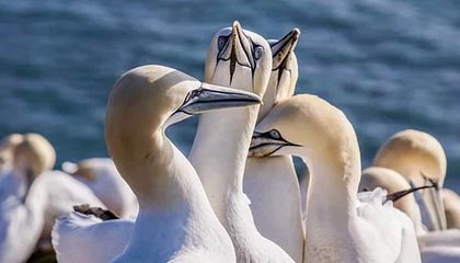 狗狗币钱包使用教程（以及更新区块下载）