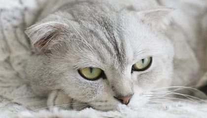 数字资产是基于互联网什么技术的新发明？